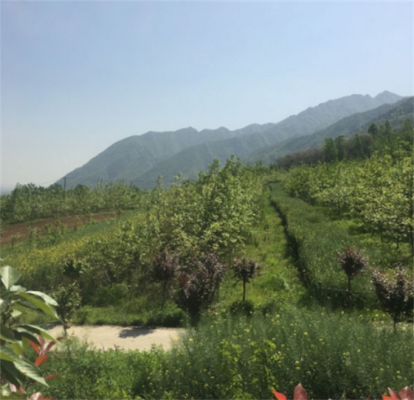 西安九龍山墓園風(fēng)水