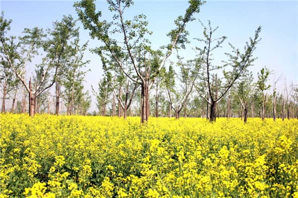 西安長(zhǎng)安區(qū)壽陽(yáng)山墓園售價(jià)，選擇我們