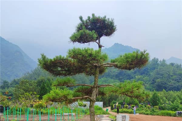 西安九龍山公墓在墓地價格方面有哪些特點？