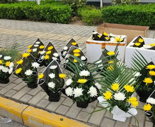 公墓二排六號(hào)好不好？